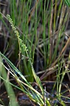 Three-rib arrowgrass