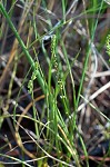 Three-rib arrowgrass