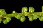 Three-rib arrowgrass