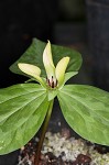 Pale yellow trillium