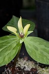 Pale yellow trillium