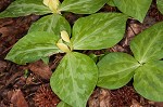 Pale yellow trillium