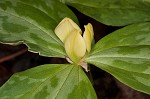 Pale yellow trillium