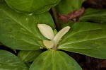 Pale yellow trillium