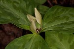 Pale yellow trillium