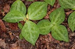 Pale yellow trillium