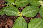 Pale yellow trillium