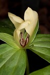 Pale yellow trillium