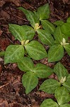 Pale yellow trillium