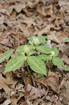 Pale yellow trillium