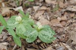 Pale yellow trillium