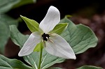 Red trillium <BR>Stinking Benjamin