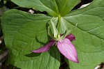 Red trillium <BR>Stinking Benjamin