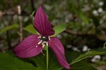 Red trillium <BR>Stinking Benjamin