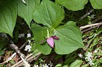 Red trillium <BR>Stinking Benjamin