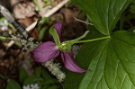 Red trillium <BR>Stinking Benjamin