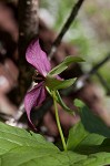 Red trillium <BR>Stinking Benjamin