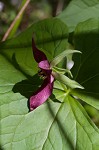 Red trillium <BR>Stinking Benjamin