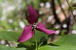 Red trillium <BR>Stinking Benjamin