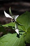 Red trillium <BR>Stinking Benjamin