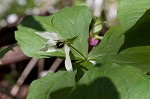 Red trillium <BR>Stinking Benjamin