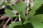 Red trillium <BR>Stinking Benjamin