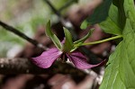 Red trillium <BR>Stinking Benjamin