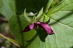 Red trillium <BR>Stinking Benjamin