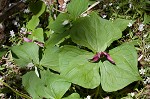 Red trillium <BR>Stinking Benjamin