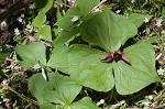 Red trillium <BR>Stinking Benjamin