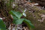 Red trillium <BR>Stinking Benjamin