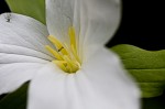 White trillium