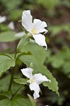 White trillium