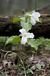 White trillium