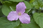 White trillium