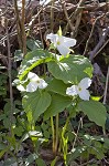 White trillium