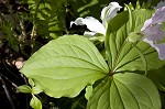 White trillium