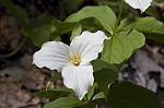 White trillium