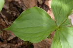 White trillium