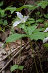 White trillium