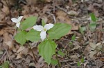 White trillium