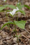 White trillium