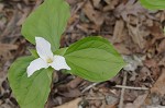 White trillium