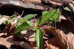 Least trillium