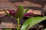 Least trillium