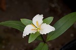 Least trillium