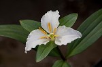 Least trillium