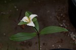 Least trillium