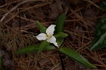 Least trillium