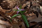 Least trillium